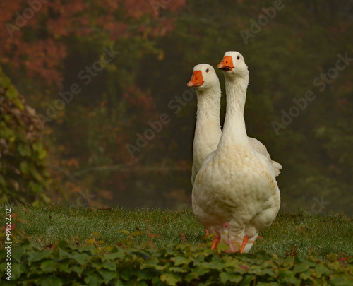 Geese in the mist