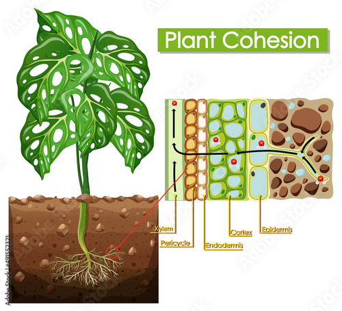 Diagram showing plant cohesion