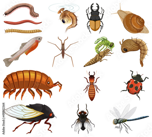 Different kinds of insects and animals on white background