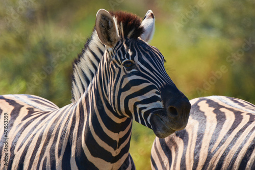 Black and white beauty of the wild. Shot of two zebras grazing in the wild.