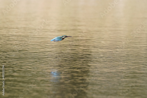 kingfisher is hunting a fish in the pond © Matthewadobe