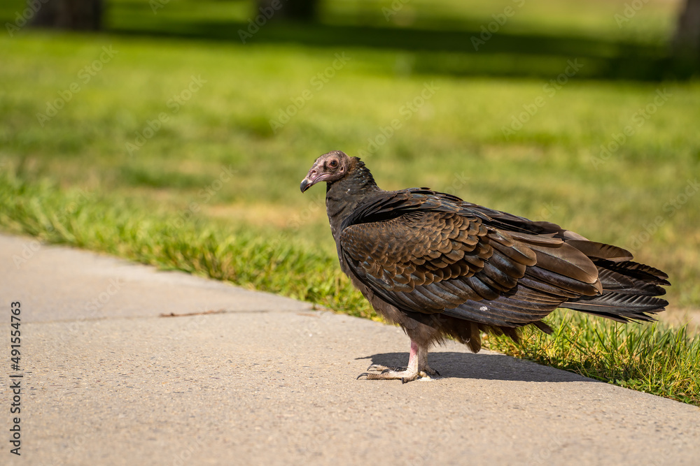 Turkey vulture (Cathartes aura) stands on a path in the park. Wildlife photography. Turkey vulture (Cathartes aura) stands on a path in the park. Wildlife photography.
