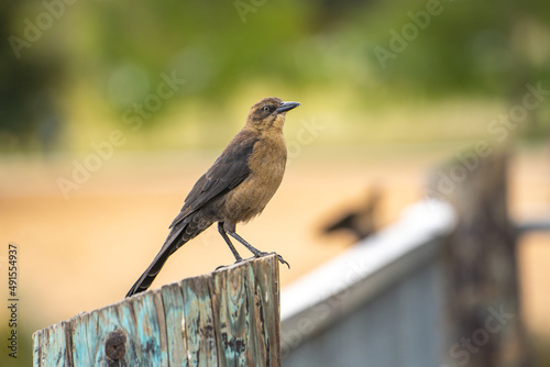 Great-tailed Grackle (female) sits on a tree stump. 