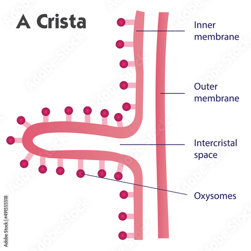 Structure of the crista photo
