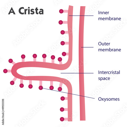 Structure of the crista