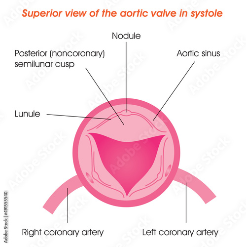 Superior view of the aortic valve in systole photo