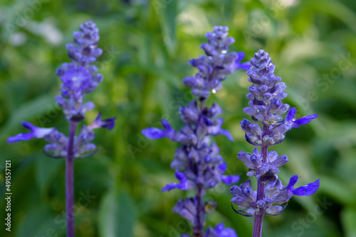 Blue Salvia flowers blooming at a garden in Chiang Mai  Thailand.