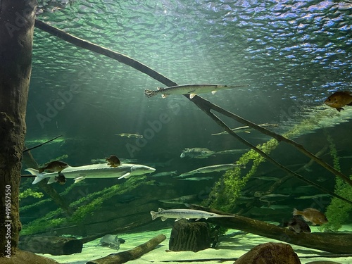 Fish Underwater with Light