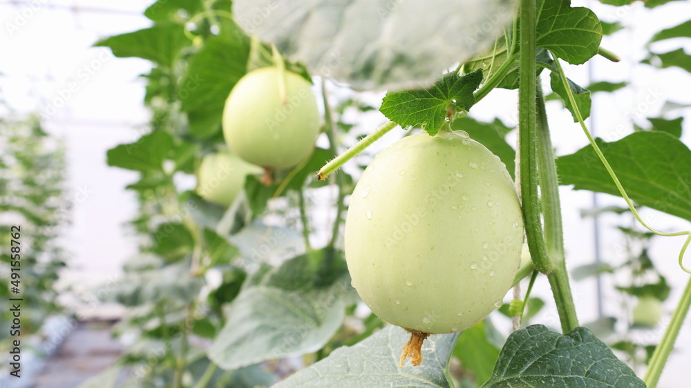 Cantaloupe melons on a vine in the garden. Raw Cucumis Melo hangs on a vine vertically in a closed organic greenhouse on a blurred green background with copy space. Close focus and select the subject