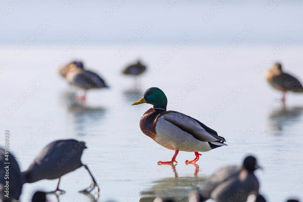 Lake and duck. Mallard (Anas platyrhynchos) Lake and duck. Mallard (Anas platyrhynchos)