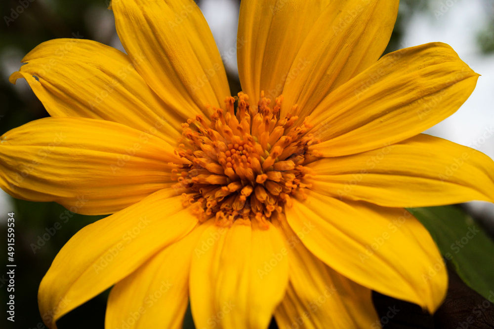yellow flower closeup flower, yellow, nature, sunflower, plant, garden, summer, macro, flowers, petals, spring, sun, petal, blossom, flora, daisy, closeup, bloom, orange, close-up, beauty, sunflowers, yellow flower closeup flower, yellow, nature, sunflower, plant, garden, summer, macro, flowers, petals, spring, sun, petal, blossom, flora, daisy, closeup, bloom, orange, close-up, beauty, sunflowers,
