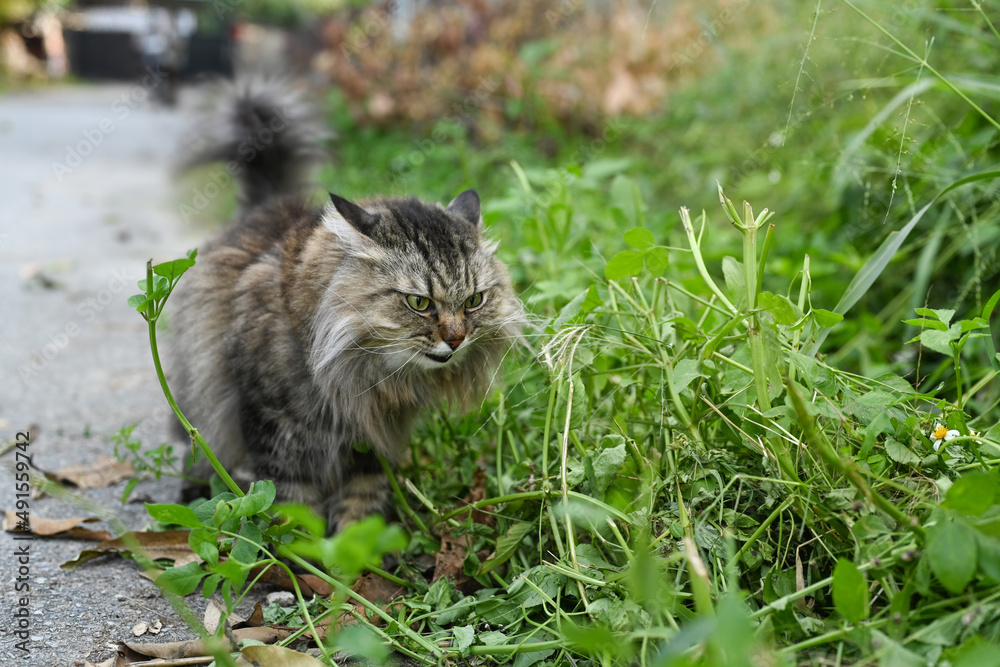 Lovely cat walking in the park at summer day with natural light.