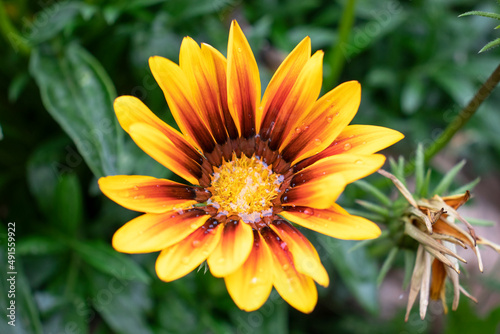 Gazania  yellow flowers in the garden