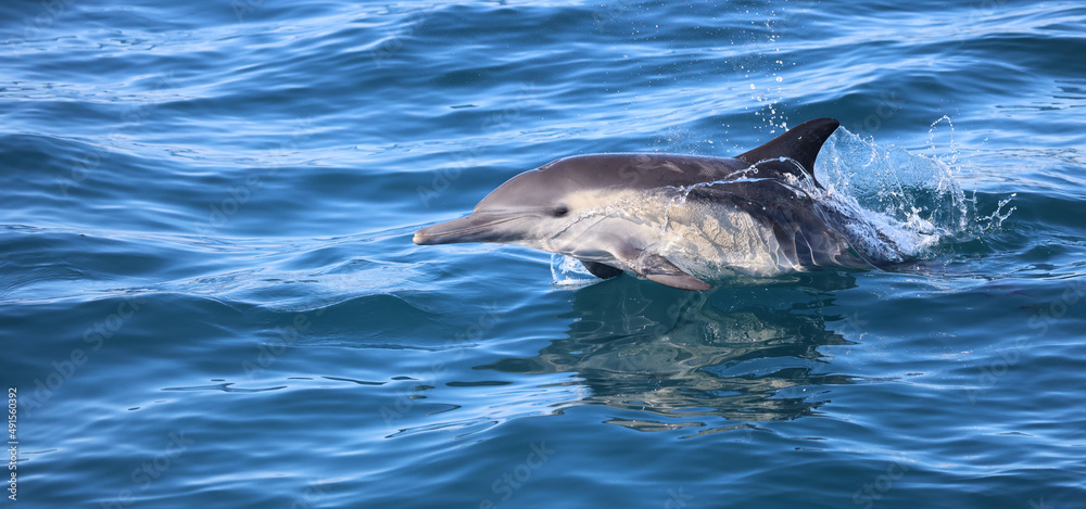 Fototapeta premium dolphin jumping in water, common dolphin