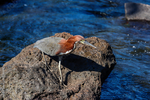 The rufescent tiger heron is a species of heron photo