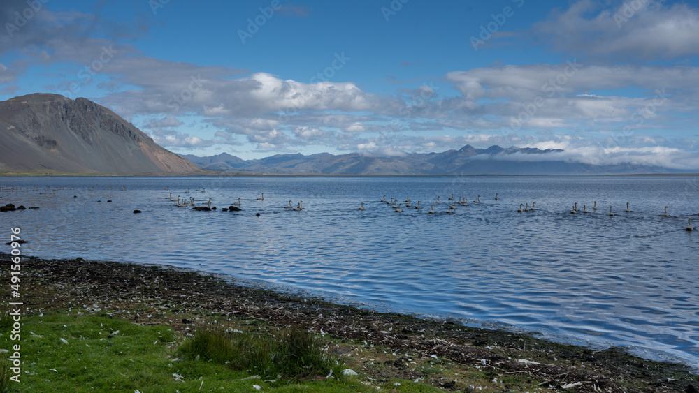 Beautiful view of a lake with Icelandic ducks  on a landscape of  Iceland in the sunset in berufjordur