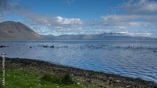 Beautiful view of a lake with Icelandic ducks  on a landscape of  Iceland in the sunset in berufjordur photo