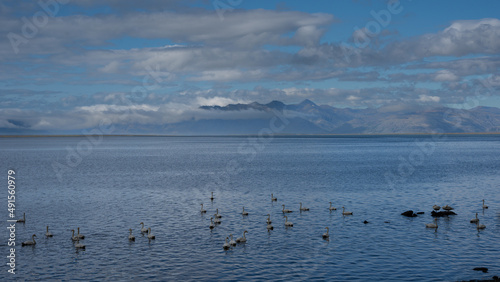 Beautiful view of a lake with Icelandic ducks on a landscape of Iceland in the sunset in berufjordur