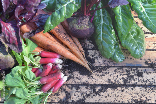 organic vegetables  freshly harvested from garden on a wooden table