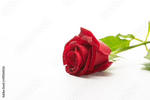 Studio Photo Of Red Rose Romance Isolated On A White Background	