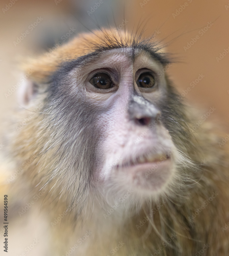 Obraz premium Monkey portrait in the zoo.
