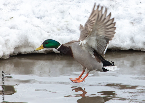 Fotografi The duck sits on the water