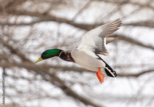 Duck in flight in nature in winter.
