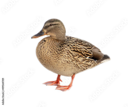 Duck portrait isolated on white