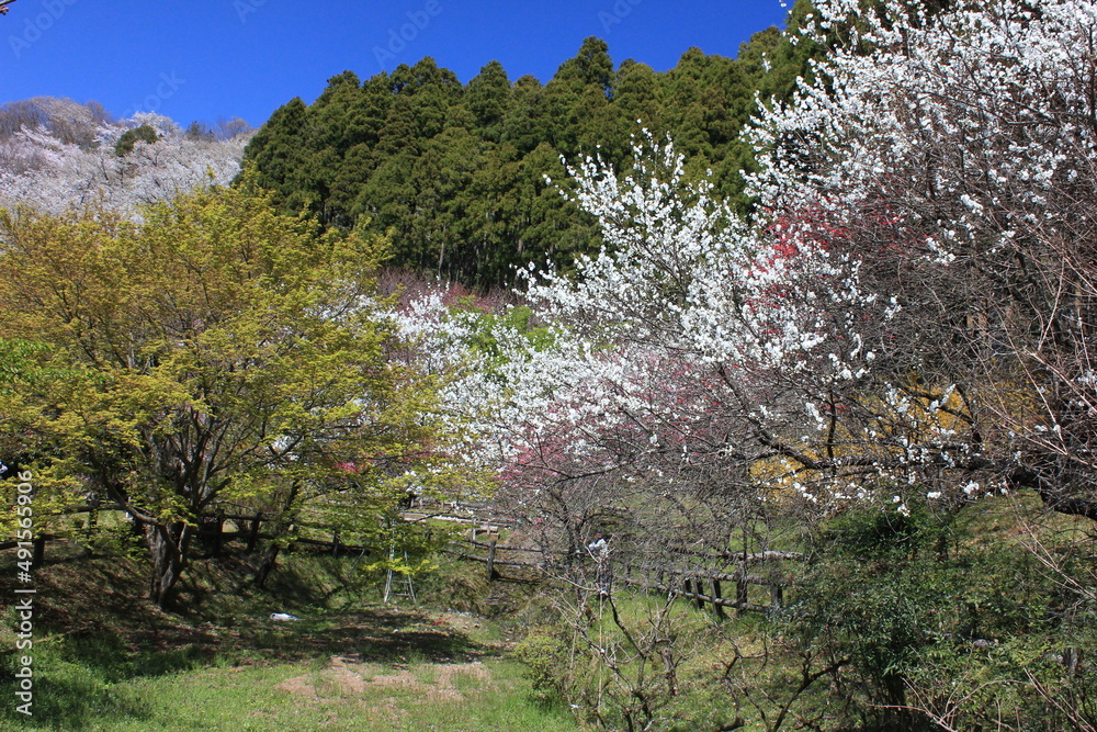 Fototapeta premium 桃源郷。神奈川県松田町の人里離れた山の上にある最明寺史跡公園は、春になると桜や桃、レンギョウなどが咲き誇り、まさに桃源郷のようなっ景色となる。