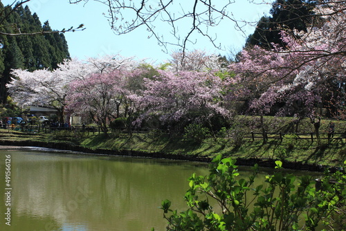 桃源郷。神奈川県松田町の人里離れた山の上にある最明寺史跡公園は、春になると桜や桃、レンギョウなどが咲き誇り、まさに桃源郷のようなっ景色となる。