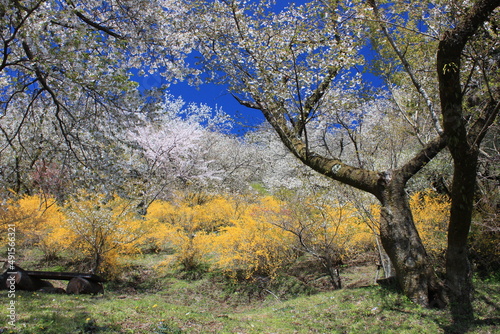 桃源郷。神奈川県松田町の人里離れた山の上にある最明寺史跡公園は、春になると桜や桃、レンギョウなどが咲き誇り、まさに桃源郷のようなっ景色となる。