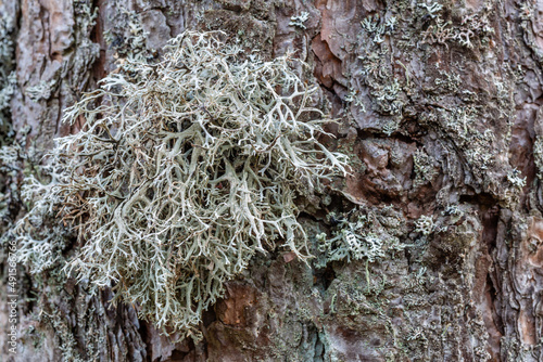Lichen evernia prunastri of greenish gray color on scots pine trunk. Tree moss. photo