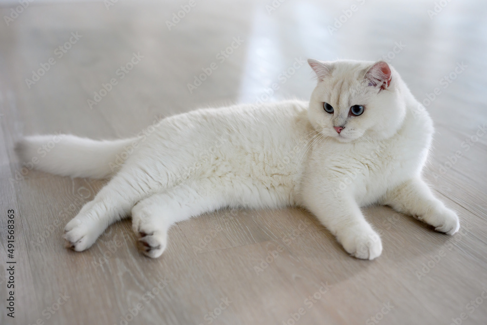 Handsome young cat posing sitting and look straight back, silver British Shorthair cat with big beautiful blue eyes, Contest grade white pedigree cat. was sitting comfortably on the floor in the house Handsome young cat posing sitting and look straight back, silver British Shorthair cat with big beautiful blue eyes, Contest grade white pedigree cat. was sitting comfortably on the floor in the house
