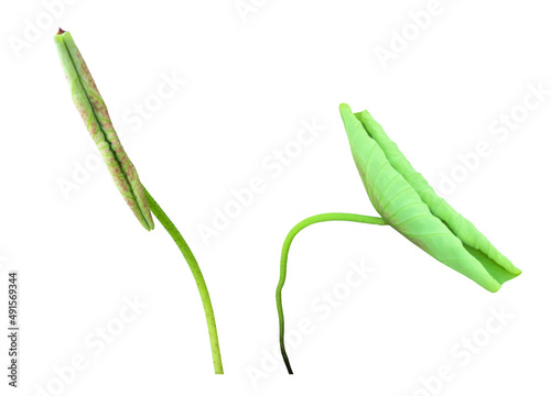 Isolated potted young waterlily or lotus leaf with clipping paths.