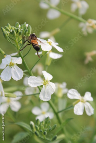 Honeybee collecting honey from white blooming flowers