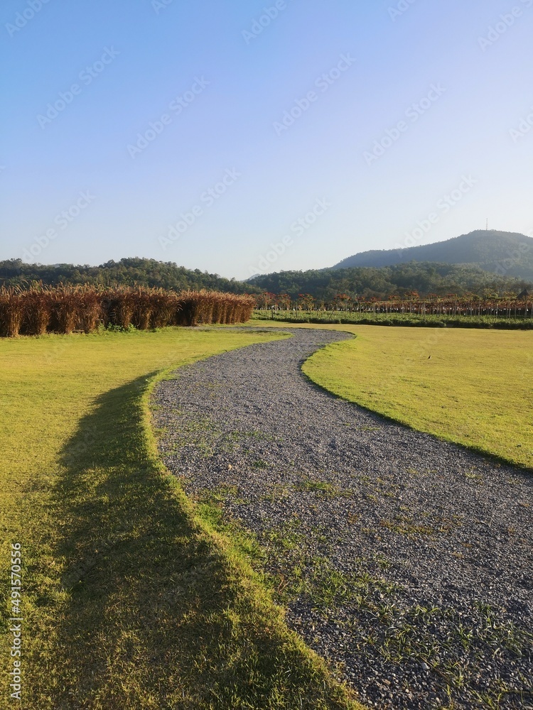 Obraz premium road in the field