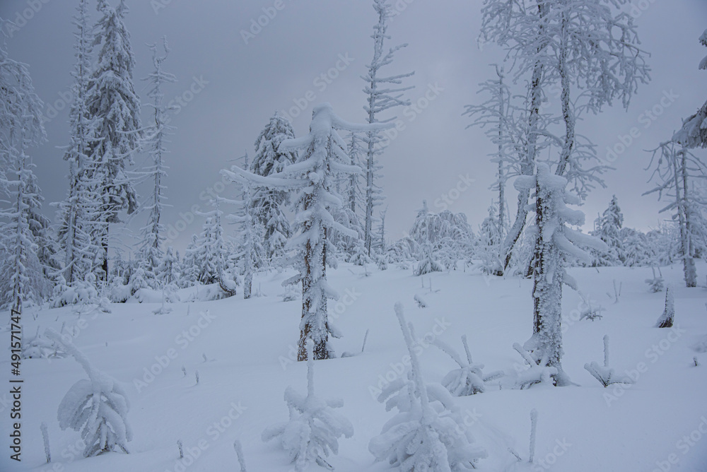 Fototapeta premium Winter landscape with covered snow trees