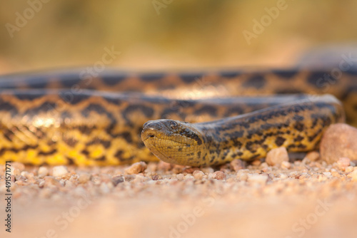 Yellow anaconda, eunectes notaeus, crawling in sand from low angle view and coming closer. Massive snake approaching from front in Mato Grosso, Brazil. Tropical reptile in nature.
