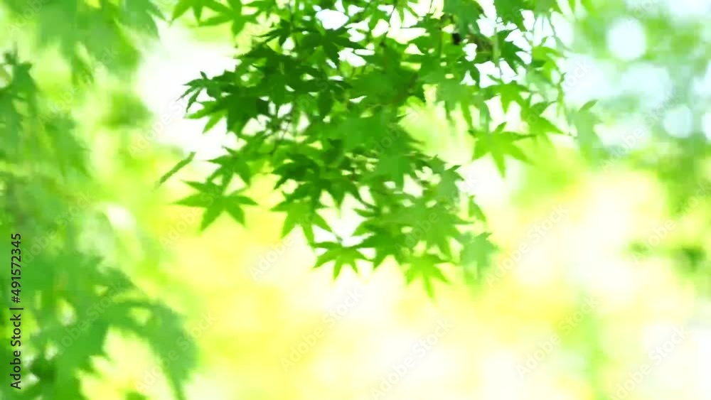 新緑と爽やかな風 新緑と爽やかな風