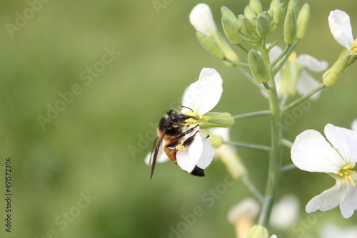 Closeup shot of honeybee collecting honey from flowes © Alif_Mahamud
