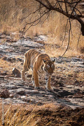 (Panthera tigris) Tigress named Arrowhead walking in Ranthambore National Park, Rajasthan, India