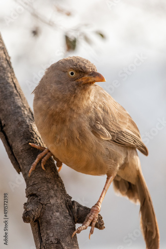 Jungle Babbler (Argya striata) perching on a branch and looking.