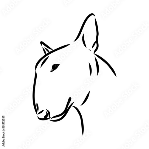 Bull terrier, bull terrier funny face, black and white vector illustration