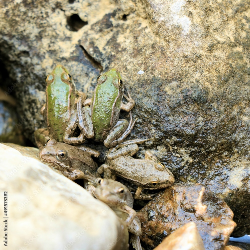baby frogs in the Blue lake, Imotski, Croatia