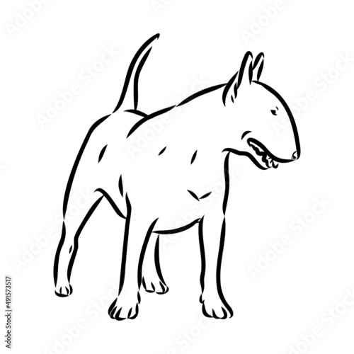 Bull terrier, bull terrier funny face, black and white vector illustration
