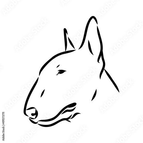 Foto Bull terrier, bull terrier funny face, black and white vector illustration