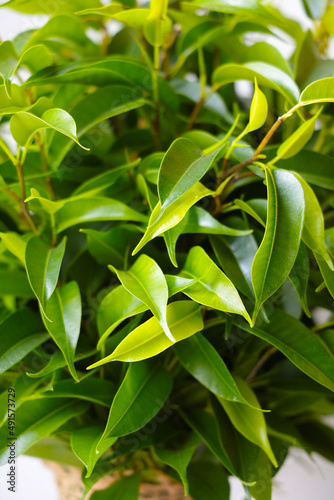 Green leaves of young flowers, houseplants, nature