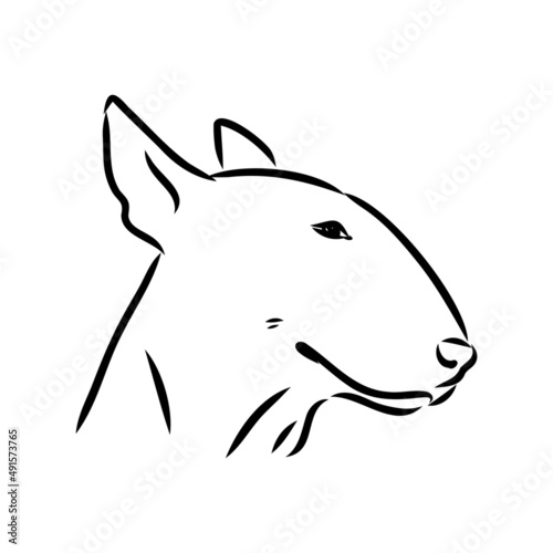 Bull terrier, bull terrier funny face, black and white vector illustration