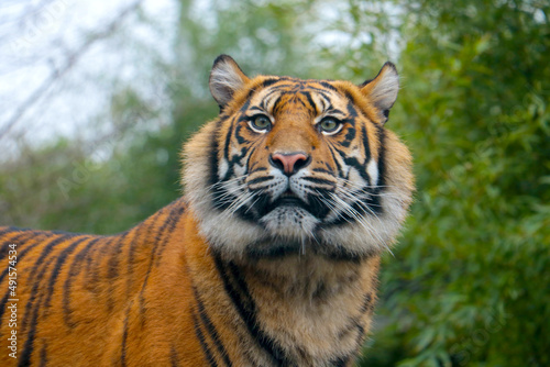 Close-up of a young beautiful tiger in the park.