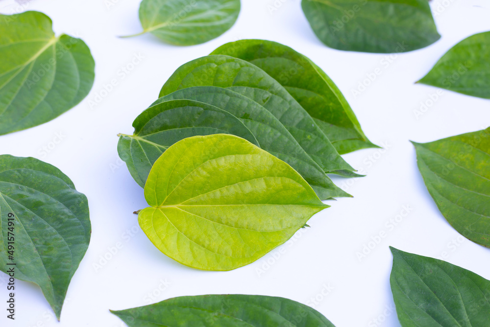 Obraz premium Green betel leaves, Fresh piper betle on white background